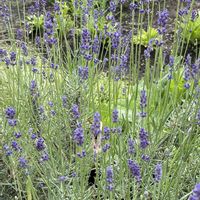 ラベンダー,ハーブガーデン,植物のある暮らし,育てる楽しみ,庭の花の画像