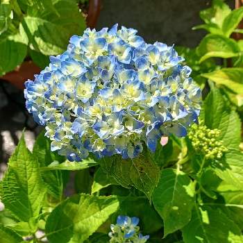アジサイ　ラピスラズリ,KAMOセレクション,福島県,耐寒性落葉低木,鉢植えの画像