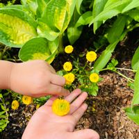 ラナンキュラス,ホスタ ポップコーン,たもん家花壇,初心者,癒しの画像