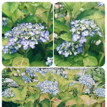 ラブリーデイ,アジサイ ラブリーデイ♡,植物大好き,青い花,紫陽花 アジサイ あじさいの画像