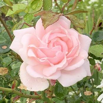 ニュードーン,薔薇愛同盟,薔薇のある暮らし♡,おうち園芸,ナチュラルスタイルの画像