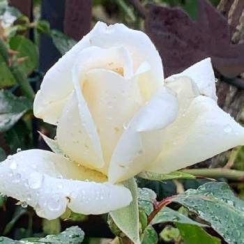 新雪,薔薇愛同盟,薔薇のある暮らし♡,おうち園芸,ナチュラルスタイルの画像