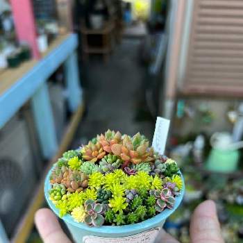 多肉植物,多肉植物寄せ植え,おうち園芸,セダム寄植え,ちまちま寄せの画像
