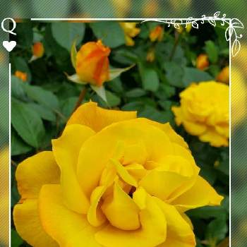 ゴールドマリー84,バラ,好きなgarden,バラ好き,ティー香好きの画像