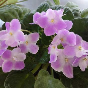 セントポーリア,可愛い,可愛い花,おうち園芸,綺麗な花の画像