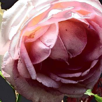 バラ、薔薇、ばら,薔薇♡,ばら バラ 薔薇,薔薇愛同盟,薔薇・バラ・ばらの画像