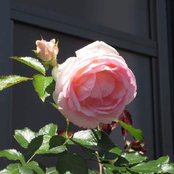 バラ、薔薇、ばら,薔薇♡,ばら バラ 薔薇,薔薇愛同盟,薔薇・バラ・ばらの画像