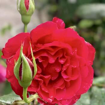 バラ,ミカエル,ばら バラ 薔薇,水曜ローズショー,おうち園芸の画像