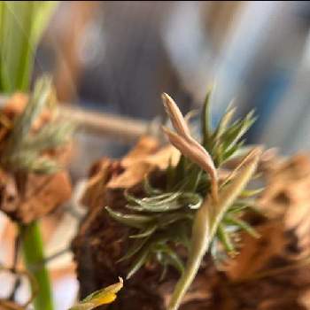 ティランジア,我が家のチランジア,植物のある暮らし,エアープランツ☆,わが家の観葉植物❢の画像