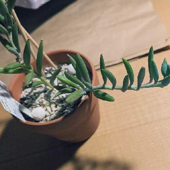 セネシオ.,観葉植物,100均,おうち園芸,緑のある暮らしの画像