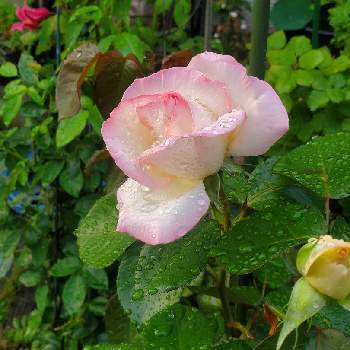 バラ ピース,乙女ピンク,花咲く乙女たち♡,お庭のお花,水滴の水曜日の画像