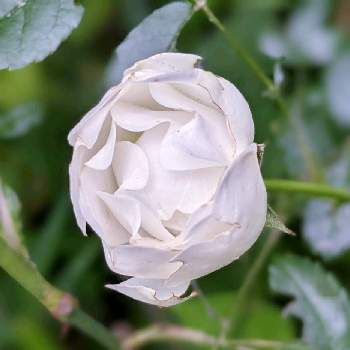 バラ,ミ二バラ,花壇✽,小花妖精,白い妖精の画像