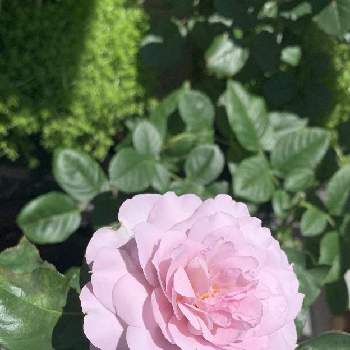 バラ 鉢植え,バラ　令の風,薔薇♪,ばら 薔薇 バラ,バラ・ミニバラの画像
