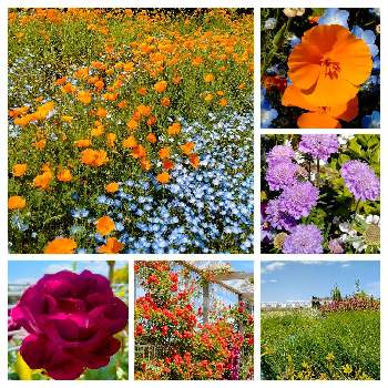 マツムシソウ,バラ,ネモフィラ,花菱草,カリフォルニアポピーの画像