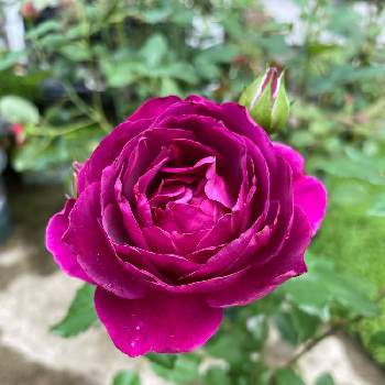 バラ　ルタンデスリーズ,ばら バラ 薔薇,バラ 鉢植え,美しい,デルバールの画像