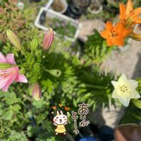 素敵な水曜日,スカシユリ！,花のある暮らし,小さな庭の画像