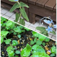 ブルースター,おうちの植物,ペキニーズあん,去年の種から,老眼ですみませんの画像