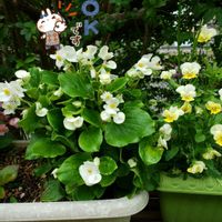 白いお花,素敵な水曜日,ベゴニア☆,花のある暮らし,小さな庭の画像
