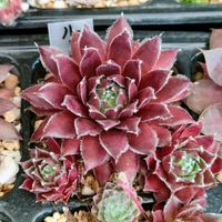 センペル,多肉植物,植物のある暮らし, センペルビウム,紅葉する多肉の画像