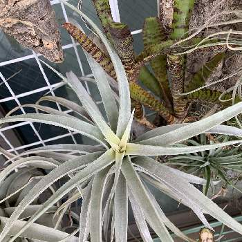 カピタータ,着生植物,ベランダ,ブロメリア,珍奇植物の画像