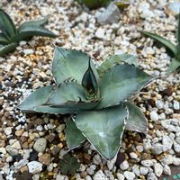 アガベ チタノタ ホワイトアイス,多肉植物,アガベ AGAVE,アガベ男子,多肉地植えの画像