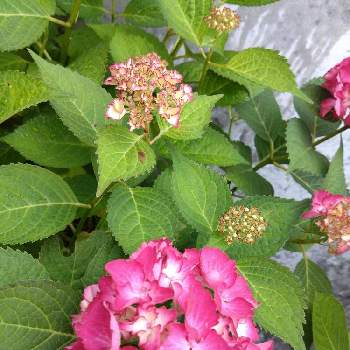 マーガレットコスモス,ユリオプス デージー,花のある暮らしの画像