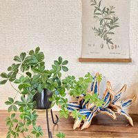 シュガーバイン,タビビトノキ,梅雨入り,お宝,涼しげの画像