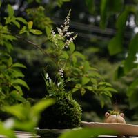 アワモリショウマ,苔玉,小さな花,山野草,苔玉仕立ての画像