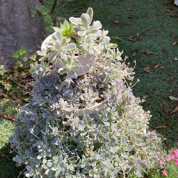 子持ち蓮華,子持ち蓮華錦,多肉植物,鉢植え,多肉寄せ植えの画像
