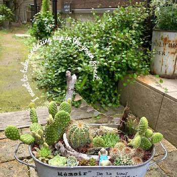 多肉植物,ボチボチ頑張ろ,サボテン☆,遊びゴコロ,寄せ植えの画像