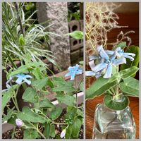 ブルースター,種から育てた,ナチュラルガーデン,ブルーのお花,イングリッシュガーデンの画像