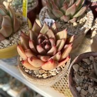 ブラッドロメオ,多肉中毒,多肉植物,タニパト,多肉大好きの画像