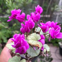 原種シクラメン ヘデルフォリウム,花が咲いた,原種    シクラメン,球根植物,バルコニー/ベランダの画像