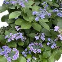 アジサイ  銀河,アジサイ ひな祭り,紫陽花 ダンスパーティー,雨上がり,素敵な表情してるねの画像