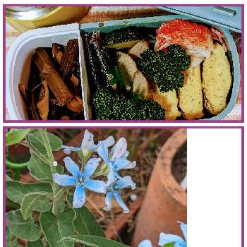可愛い花,オキシペタラム♡,花のある生活,花好き倶楽部,鉢植えの画像