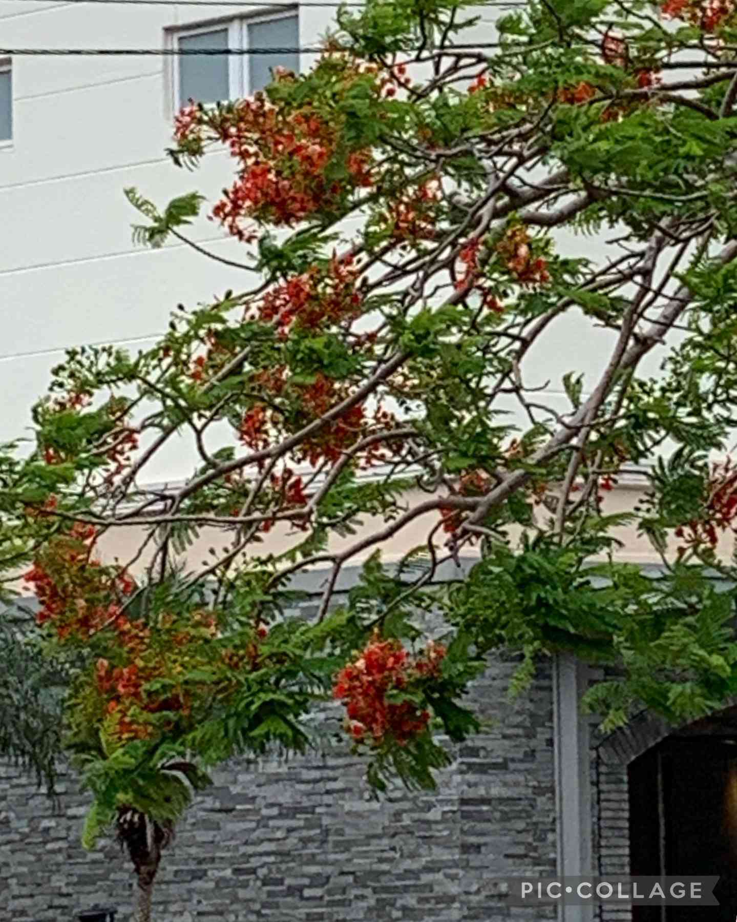 ホウオウボク （鳳凰木）の一覧｜🍀GreenSnap（グリーンスナップ）