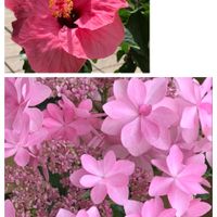 紫陽花 アジサイ あじさい, ハイビスカス,ダンスパーティー…,アジサイ　紫陽花,紫陽花  ダンスパーティーの画像