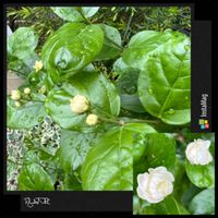 アラビアンジャスミン,茉莉花,小さな苗から,毎年楽しむ,お花に癒されて^ ^の画像