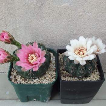 緋花玉,瑞昌玉,多肉植物,多肉の花,観葉植物の画像