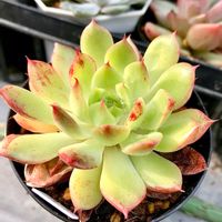 レイマース,多肉植物,エケベリア属,棚の画像