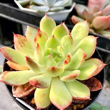 レイマース,多肉植物,エケベリア属,棚の画像