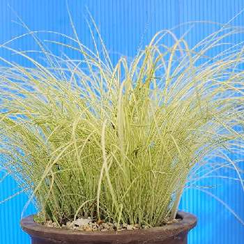 ショタイ草,斑入り植物,山野草,棚の画像