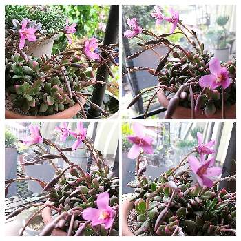 吹雪の松,季節を感じる♪,サンフラアンバサダー2023,咲いてくれた♡,ピンクの花の画像