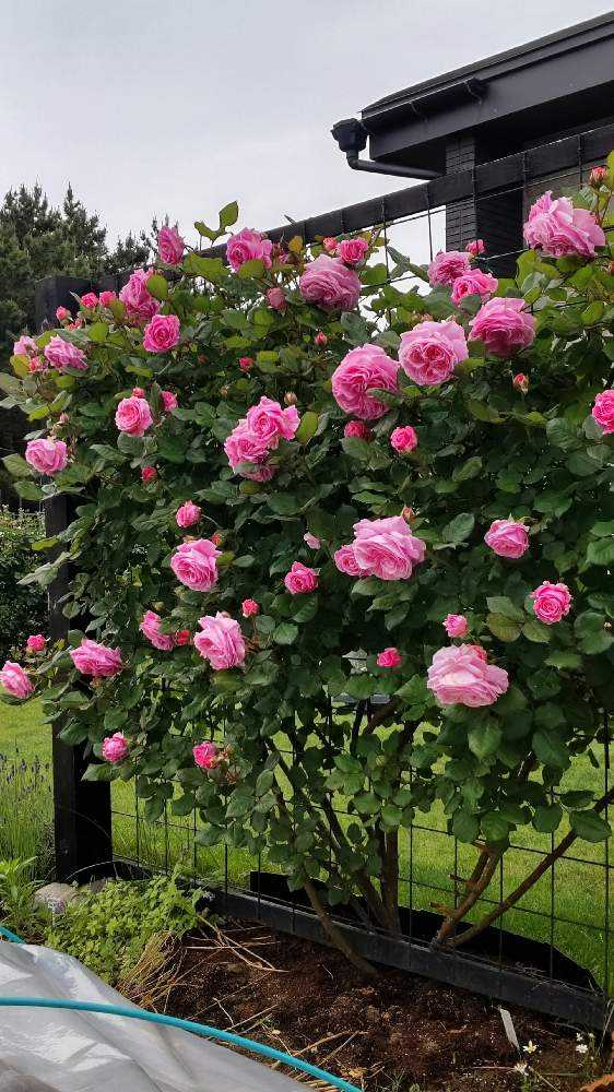 ノアヒャンのニャンズガーデン つるバラ篇｜🍀GreenSnap（グリーン