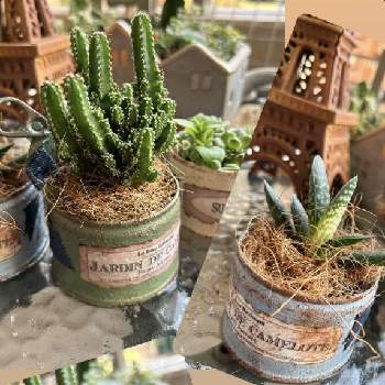 セレウス,コダカラ,オリビア,多肉植物,リメ缶の画像