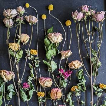 ｱﾝｼﾞｪﾗ 薔薇,ﾋﾟｴｰﾙ 薔薇,ｸﾞﾗｽﾍﾟﾃﾞｨｱ ｸﾞﾛﾎﾞｰｻ,薔薇,手作りの画像