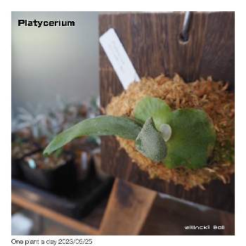 p,ウイリンキー、バリ, ビカクシダ,北海道の庭, コウモリラン ,One plant a dayの画像