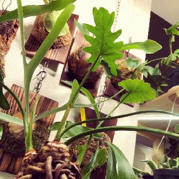 フィロデンドロン・セローム,ビカク達,観葉植物,植物のある暮らし,グリーンインテリアの画像