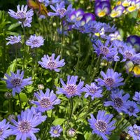フェリシア,タネラーさん集合,種から,ガーデニング,花のある暮らしの画像