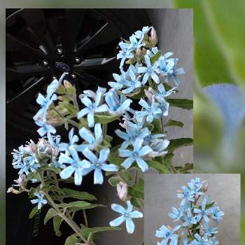 オキシペタラム ブルースター,ブルースター,植物のある暮らし,青い花,放置栽培。の画像